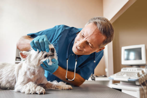 Best Emergency X-Rays and Diagnostics in Beatrice, NE